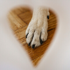 Paw in the heart