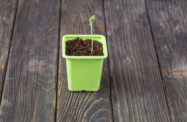 sprouted grain grows in a flowerpot   