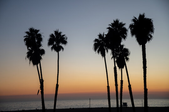 Silhouetted palm trees at sunset in Los Angeles, California