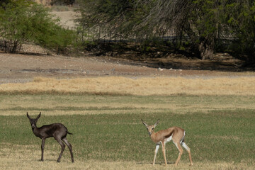 Side profile of a black and common springbok calve grazing on green grass. Both calves are facing...