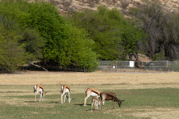 An adult black springbok grazing with among a herd of common springbok.