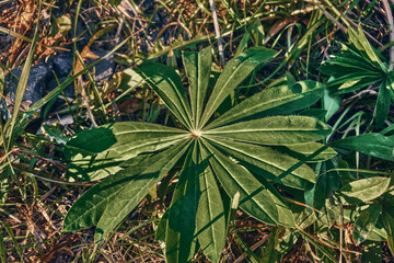 Green lupine leaves close-up in the shape of a star. Background of lupine leaves on a sunny day