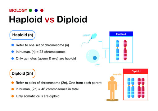 Biology diagram explaining the difference between haploid and diploid