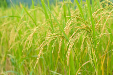 Yellow golden ears of rice in field rice close-up.