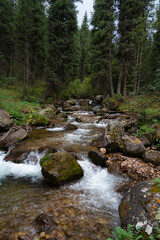 mountain river in the forest