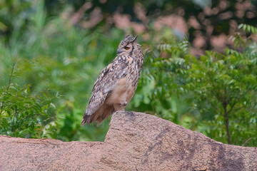 Indian Rock eagle owl