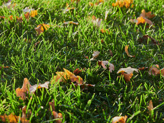 In autumn. Colorful maple leaves are lying on the grass