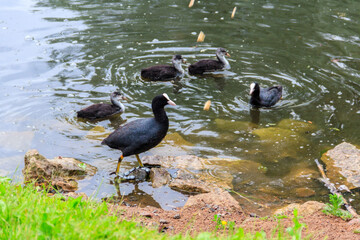 Eurasian coot (Fulica atra) in a lake