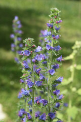 Echium vulgare