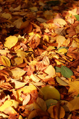 fallen autumn leaves on the ground