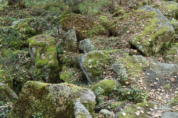 Rocks and moss