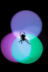 spider on a web with lights in the background