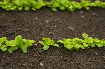 発芽したサンチュ