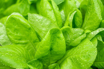 雨に濡れたサラダ菜栽培