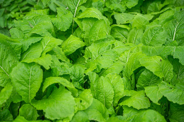 家庭菜園の野沢菜