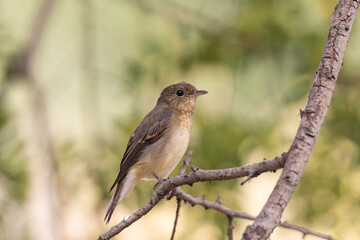 キビタキの右半身