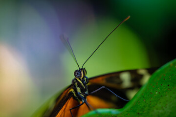 red admiral butterfly on a leaf with many colors
