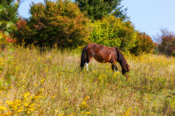 Wild ponies at Grayson Highlands State Park in Virginia, USA