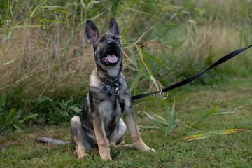 A playful four month old German Shepherd puppy. Green grass in the background