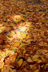 fallen autumn leaves on the ground