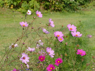 Fototapeta premium The cosmos or mexican aster exists in many colors, here in pink and purple
