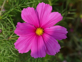 The cosmos or mexican aster exists in many colors, here in purple