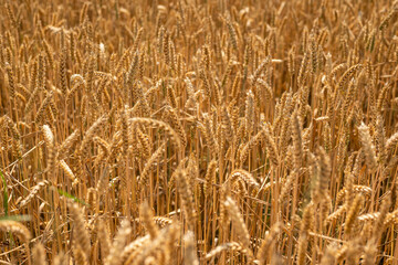 Full frame image of a golden wheat field in summer. Common wheat (Triticum aestivum) is the most economically important type of wheat and one of the oldest cultivated plants.