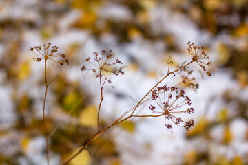 Autumn dill herb on a blurry background of dropped leaves on snow.