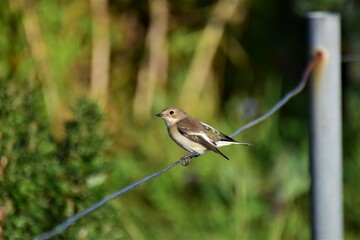Small bird sitting on a fence at the coastline in the evening sun