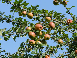 Delicious red apples against a blue sky