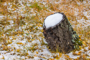 A birch stump covered with the first autumn snow against the background of fallen leaves.