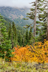 Fototapeta premium Hurricane Ridge Landscape 4