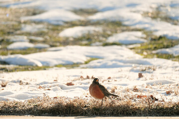 Robin bird standing in winter grass with snow outdoor.