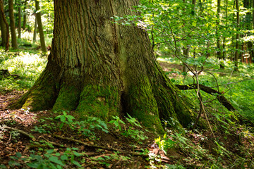 Detail of mighty old tree trunk in a forest, Teutoburg Forest, Germany