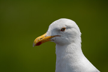 Seagull portrait with green background