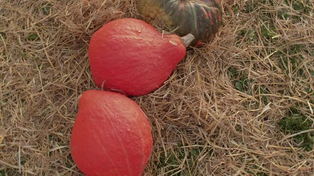 Orange pumpkins lie in the hay. Harvesting the autumn harvest. Circular movement of the camera. Ripe fruit. Harvest slinger in autumn.