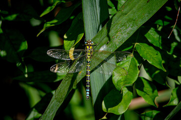 Male Southern Hawker dragonfly