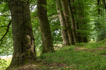 Fototapeta premium Beautiful path on the edge of the forest, lined by beech trees, near Grießem, Weserbergland, Germany