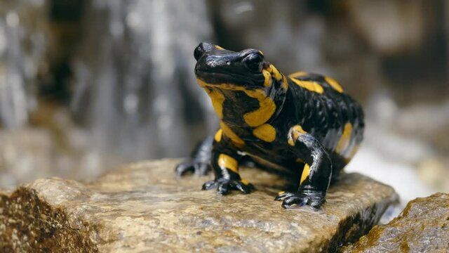 Fire salamander (Salamandra salamandra) in forest water stream
