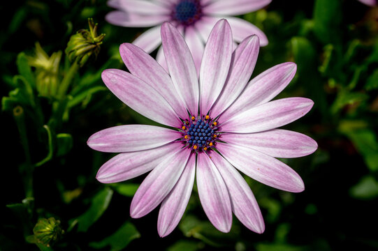 Purple osteospermum, also known as  daisybushes or African daisies