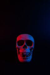 human skull on black background