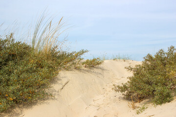 the dunes, Haamstede, Zeeland, the Netherlands