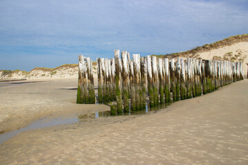 Fototapeta na wymiar Wave breaker made of wooden stakes on the beach, Haamstede, Netherlands