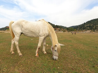 Wild white horse on grass
