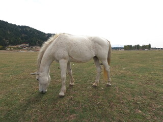 Obraz na płótnie Canvas Wild white horse on grass