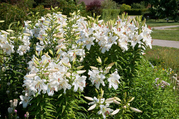 Beautiful white lilies flowers in summer garden.