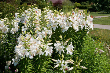 Beautiful white lilies flowers in summer garden. © chamillew