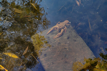 A live crayfish sits on a stone under water at the depth of a transparent clear river with large claws blurred on the background under water