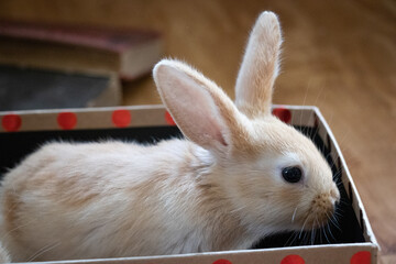 Little Brown Rabbit Peeking out of a Sparkly Red Polka Dot Box