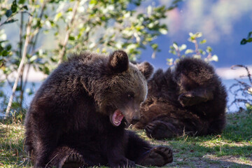 Young wild bears by the road in Romania